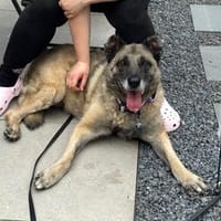 Gena - ein Herz aus Gold wartet hinter dem Tierheimgitter., Hund zur Adoption