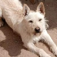 Peppi wartet auf sein Für-immer-Zuhause., Hund zur Adoption