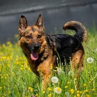 Menschenbezoger Max sucht sein zu Hause, Hund zur Adoption