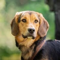 Schüchterner, lieber Otto sucht Familie, Hund zur Adoption