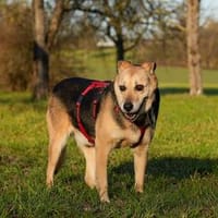 Theodore  Senior sucht schönen Altersru, Hund zur Adoption