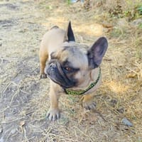 Französische Bulldogge Dolar, Hund zur Adoption