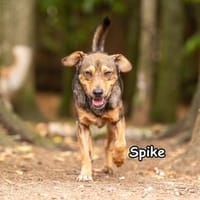 SPIKE, Hund zur Adoption