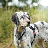 Pepper  Englischer Setter sucht sein Zuhause, Hund zur Adoption