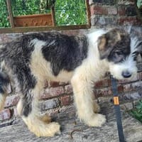 Echi  Kluge Hundedame mit Charakter sucht souveräne Führung, Hündin zur Adoption