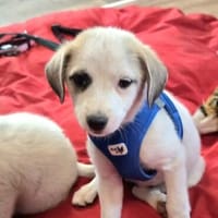 Kleiner Zuckerschock gefällig? Hier kommt Hailey!, Hündin zur Adoption