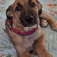 Kleine Rosie sucht ihr großes Glück-ein liebevolles Zuhause, Hündin zur Adoption