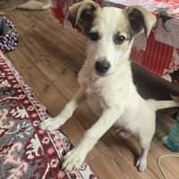 der lustige Kai sucht seine Menschen fürs Leben., Hund zur Adoption