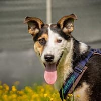 Schüchterner Piter sucht seine Familie, Hund zur Adoption