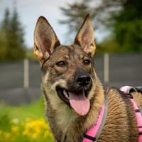 Freundliche, schüchterne Nika sucht Dich, Hündin zur Adoption