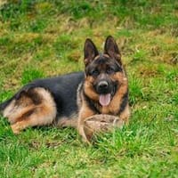 Aktiver, sportlicher Hero sucht Familie, Hund zur Adoption