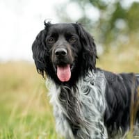 Freud  ein ganz besonderer Schatz sucht seine Menschen, Hund zur Adoption