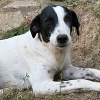 Angie - bezaubernde Hundemädchen möchte ankommen, Hündin zur Adoption