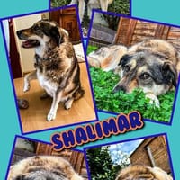 liebe Hundeomi Shalimar auf PS in 90475, Hündin zur Adoption