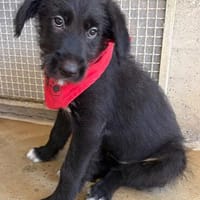 Patty, Hündin zur Adoption