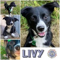 LIVY * Sonnenscheinchen im Anflugmodus, Hündin zur Adoption