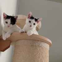 Paul & Paula - Dreamteam, Kater zur Adoption