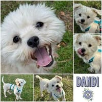 DANDI * selbstbewusster Strahlemann, Hund zur Adoption