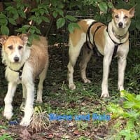 BIENE UND ROLO MÖCHTEN GEMEINSAM DIE WELT ENTDECKEN, Hund zur Adoption