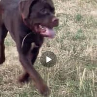 TIMBER - verspielt und neugierig, Hund zur Adoption