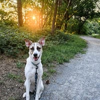 Skyra sucht ihr Zuhause!, Hündin zur Adoption