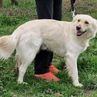 Charmanter Szoren in 47475 Kamp-Lintfort, Hund zur Adoption