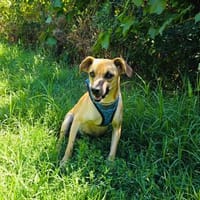 Toller kleiner Tom sucht Körbchen, Hund zur Adoption