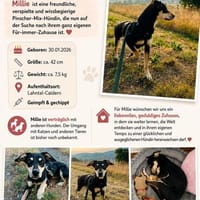 Vermittlungshilfe  Millie, Hündin zur Adoption