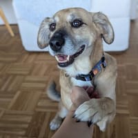Milly, Hündin zur Adoption
