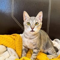 Ella   bringt dich zum Lächeln, Katze zur Adoption