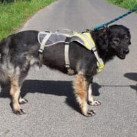 Kadim 45 cm Pflegestelle, Hund zur Adoption