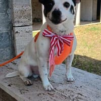 Pierrot 💜 ein wunderbarer Begleiter, Hund zur Adoption