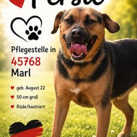 Persil - lieb, ruhig & verschmust, Hund zur Adoption