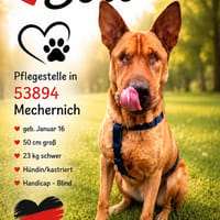 Solo - liebe, nette, blinde Hündin, Hündin zur Adoption