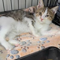 Lucky  kleiner Kämpfer auf der Suche nach seinem Glück, Kater zur Adoption