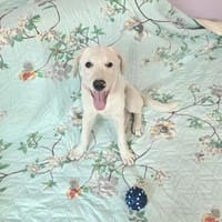 Dari sucht sein großes Glück  ein liebevolles Zuhause, Hund zur Adoption