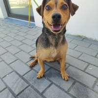 Kleiner Bobi, Hund zur Adoption
