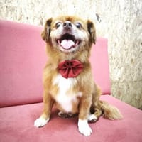 Kleiner Pupuça, Hund zur Adoption