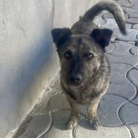 Pumpkin - feiner Kerl 💕, Hund zur Adoption