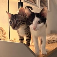 Franz und Kasimir aus dem Tierschutz, Kater zur Adoption