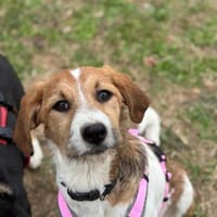 Hildegard, Hündin zur Adoption