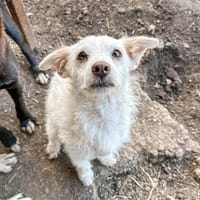 Blanca - die Menschenbezogene, Hündin zur Adoption