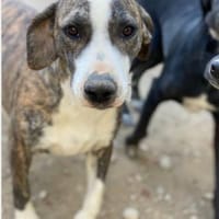 Hope auf der Suche nach ihrem Zuhause, Hündin zur Adoption