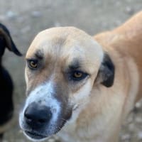 Wunderschöne sanfte Paula, Hündin zur Adoption
