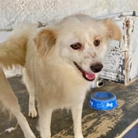 Pixie, Hündin zur Adoption