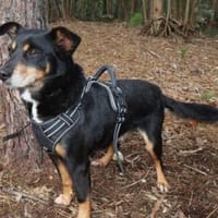 NUTELLA💕 sanfter &liebenswerter Senior möchte heim, Hund zur Adoption