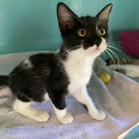 QUELLIN, chatte à adopter