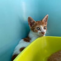 QINGHAI, chatte à adopter
