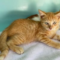 QUEBEC, chatte à adopter