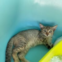 VIETNAM, chatte à adopter